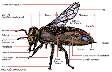 Image result for Estructura De Los Insectos
