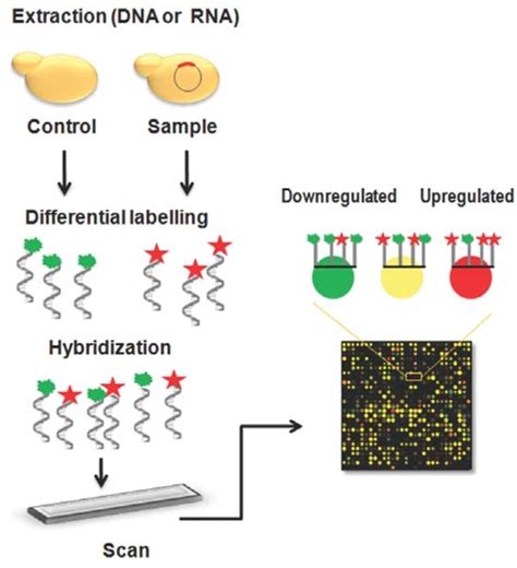 Chromosome Microarray に対する画像結果