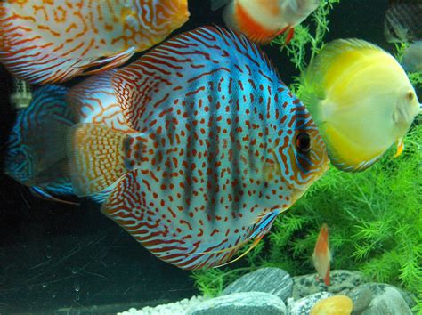 Discus Fish Wallpaper に対する画像結果