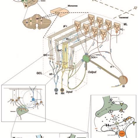 Image result for Spiking Neural Network SNN