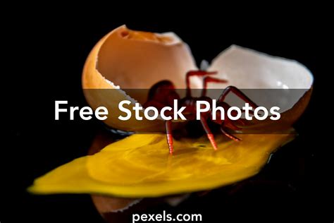 Image result for Ant Roblox Character