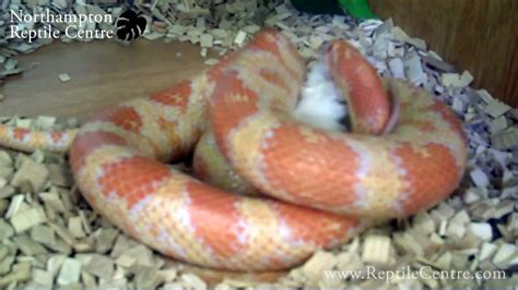 Toradh íomhá ar Creamsicle Corn Snake