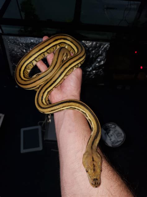 Toradh íomhá ar Super Dwarf Reticulated Python Albino Tiger