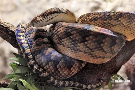 Image result for Amethystine Python in the Sun