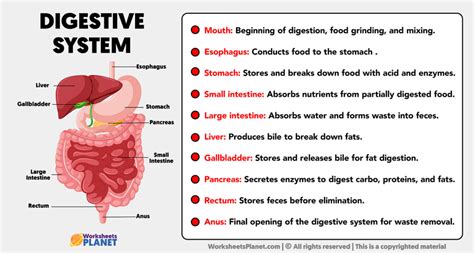 Digestive System Videos-க்கான படிம முடிவு