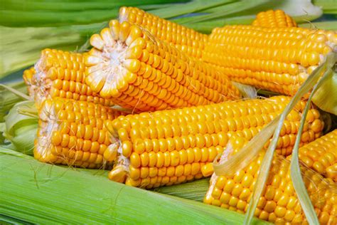 Toradh íomhá ar Corn Snake Size Chart