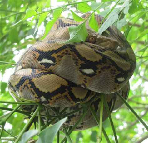 Image result for Sawa O Python