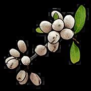 Image result for Best Genetics for Berries Rust