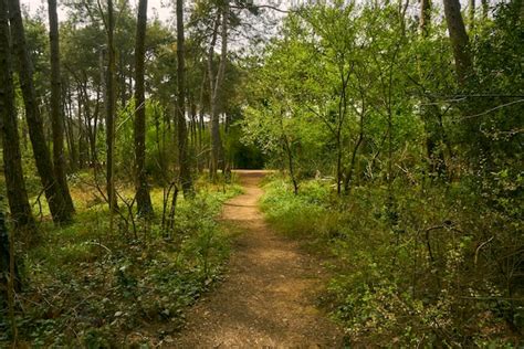 Image result for Forest Scene with Path