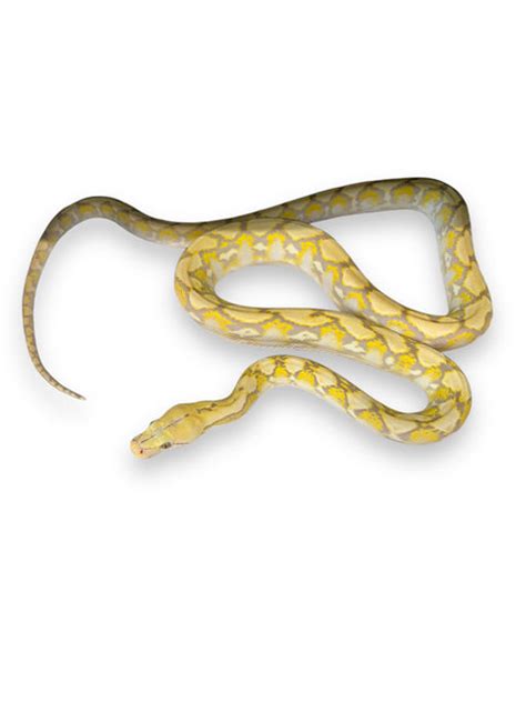 Toradh íomhá ar Super Dwarf Reticulated Python Albino Tiger