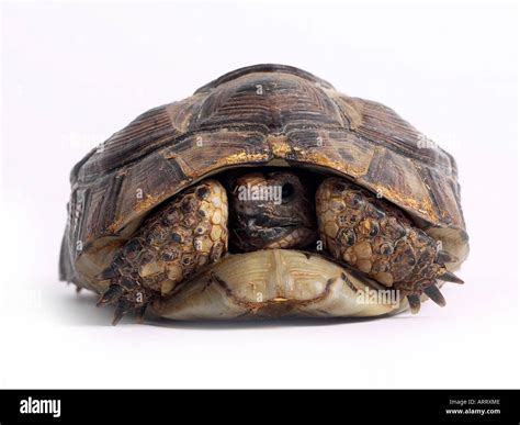 Image result for Turtle Going into Shell