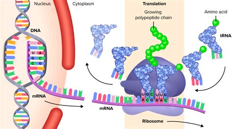 Image result for Translatie RNA