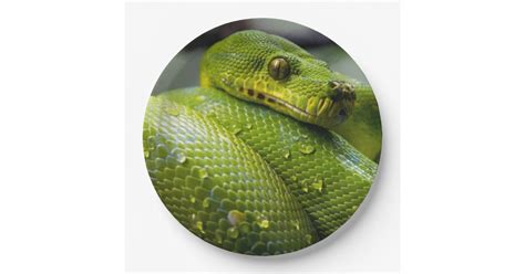 Image result for Python Plates