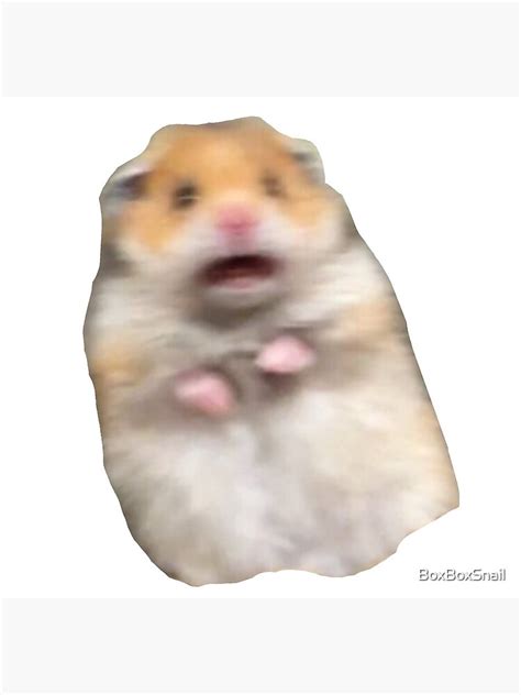 Image result for Frightened Hamster Meme