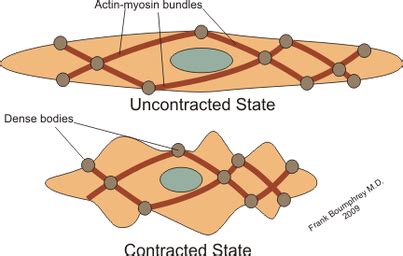 Toradh íomhá ar Smooth Muscle Animation