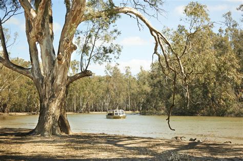 Image result for Murray River Python