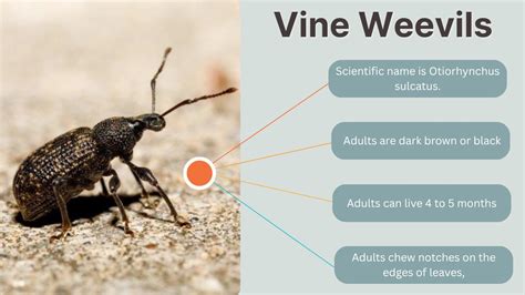 Weevil Control に対する画像結果
