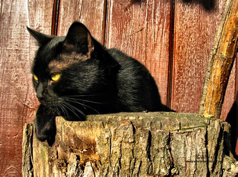 Image result for Autumn Artwork