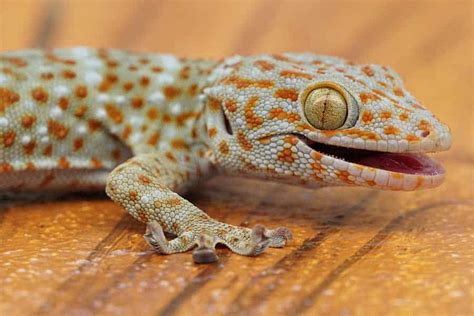 Image result for Gecko Life Cycle