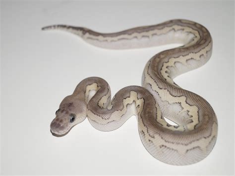 Toradh íomhá ar Calico Cinnamon Lesser Ball Python