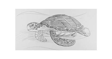 Image result for Turtle Engineering Drawing