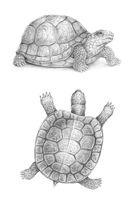 Image result for Turtle Cat Drawing