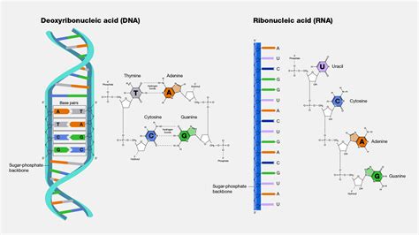Image result for Ribonucleic Acid Function