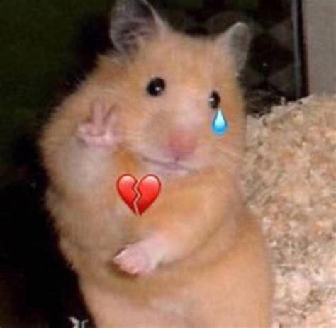 Image result for Sad Hamster Meme