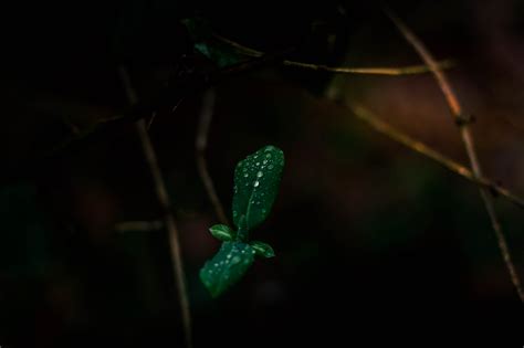 Python Snake Droplet के लिए छवि परिणाम