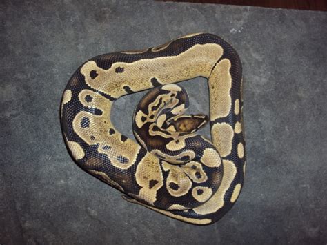 Image result for Disco Ball Python