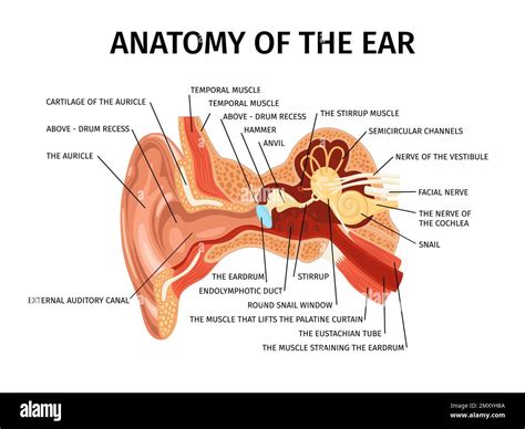 Image result for Ear Diagram HD