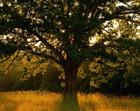 Image result for Oak Tree Types