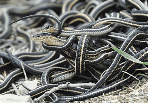 Image result for The Mating of Snakes