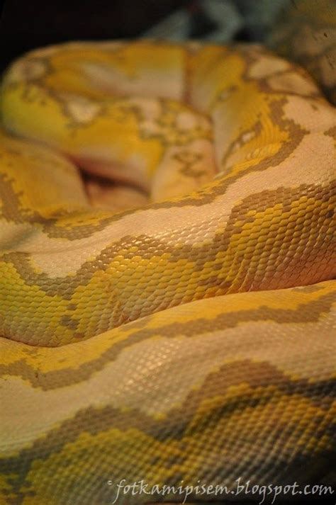 Image result for Mrezasti Piton