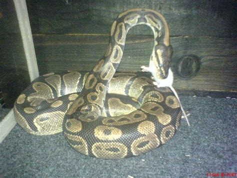 Image result for Mrezasti Piton