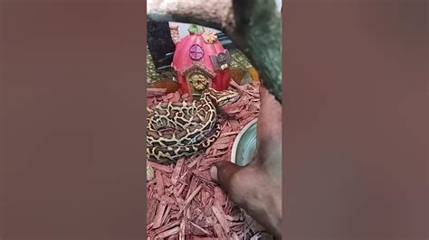 Toradh íomhá ar Handling Burmese Python