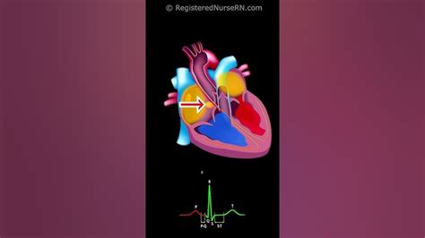Image result for Heart Conduction System Animation
