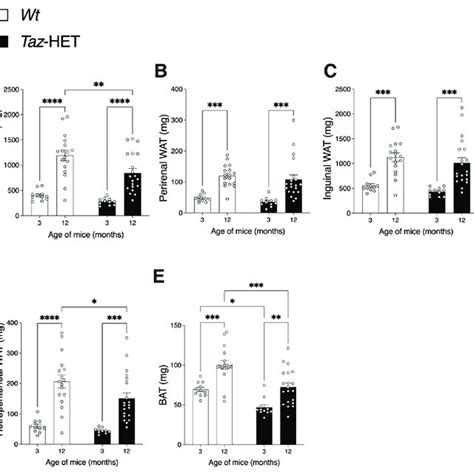 Afbeeldingsresultaten voor Wat Adipose Tissue