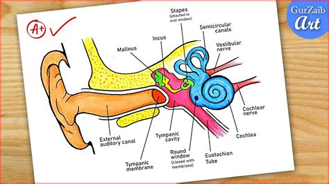 Toradh íomhá ar Ear 2D Diagram