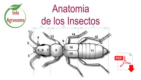 Image result for Estructura De Los Insectos