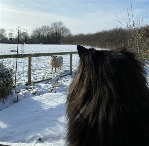 Toradh íomhá ar Hello Neighbour Images