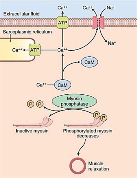 Image result for Smooth vs Skeletal Muscle Contraction