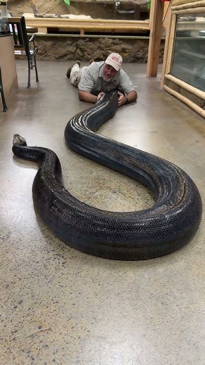 Afbeeldingsresultaten voor Python by Mam