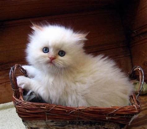 Image result for Roblox Wave Bye