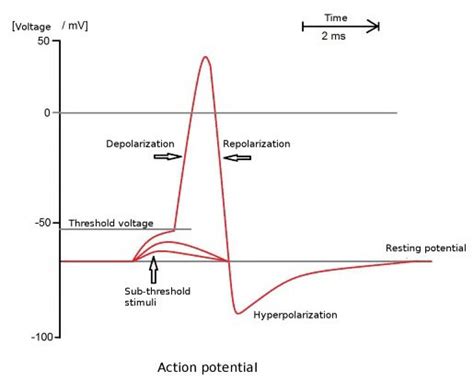 Image result for EMG Form