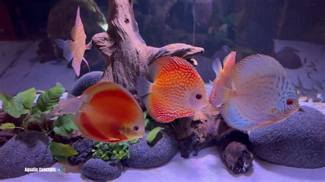 Image result for Purple Dragon Discus Fish