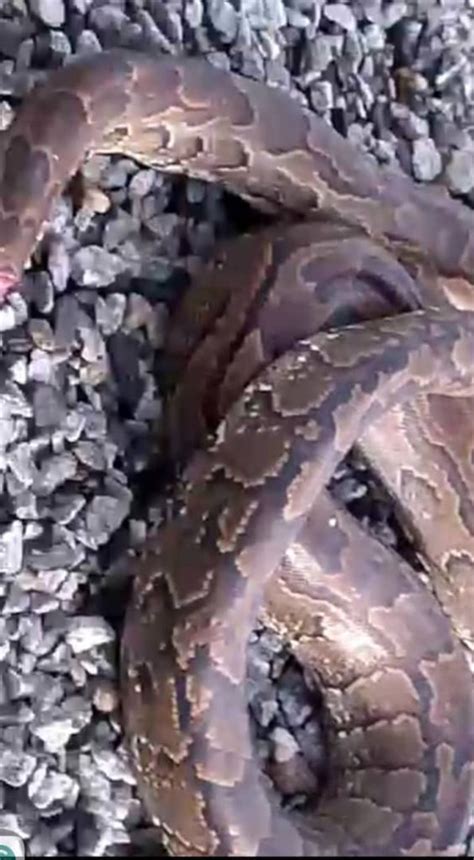 Image result for Ghana Python's