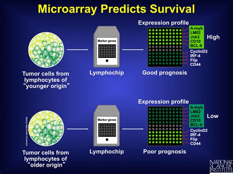 Image result for cDNA Probe