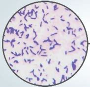 Gram Stain Shapes に対する画像結果