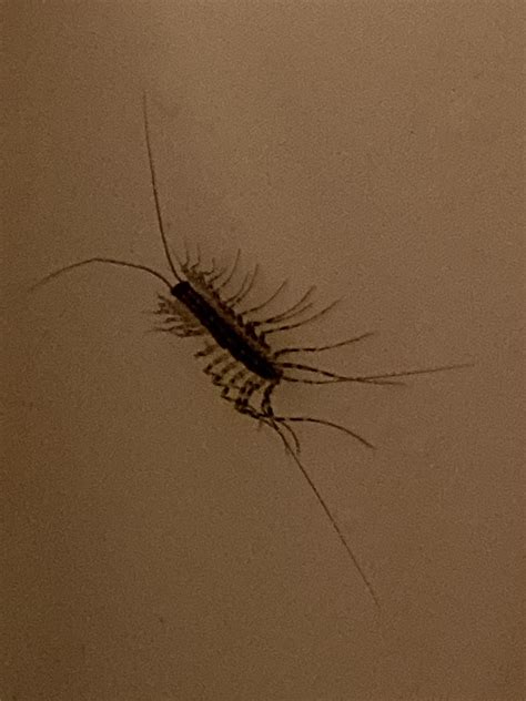 Image result for Matrix Bug Scene